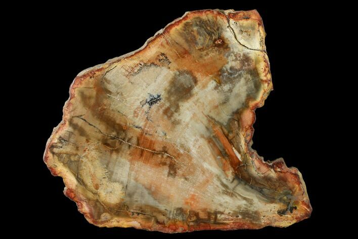 Petrified Wood (Araucaria) Slab - Madagascar #157842